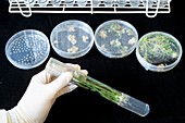 Transgenic rice research