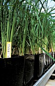 Transgenic rice research