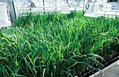 Transgenic rice research