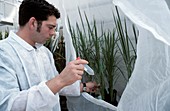 Transgenic rice research