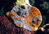 Lobophyllia coral