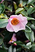Camellia 'Elizabeth Rothschild'