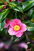 Camellia 'Golden Spangles'