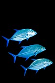Bluefin trevally fish
