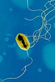 E. coli bacteria strain O157:H7,TEM