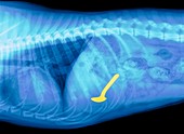 Spoon swallowed by a dog,X-ray