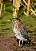 Green heron in a pond