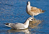 Immature herring gulls
