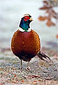 Male pheasant