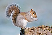 Grey squirrel feeding