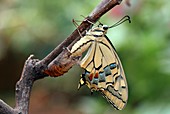 Swallowtail butterfly emerging