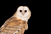 Barn owl at night