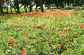 Field of poppies (Papaver subpiriforme)