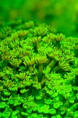 Goniophora coral fluorescing