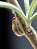 Rosemary leaf beetle larva