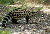 Large spotted genet