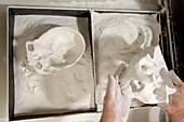 3D cast of hominid skull