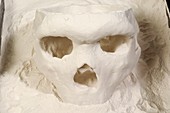 3D cast of hominid skull