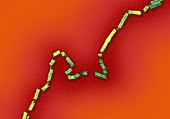 Human parainfluenza virus,TEM