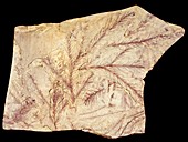 Fossilised leaves