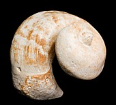 Fossil mollusc