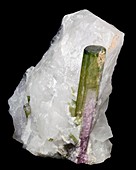 Tourmaline crystals in quartz