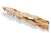 Mosasaur skull fossil