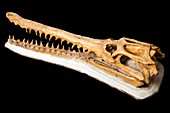 Crocodile skull fossil