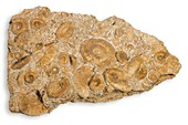 Ammonite fossils