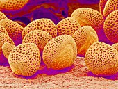 Lily pollen,SEM