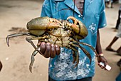 Mangrove crab for sale