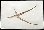 Pipefish fossils