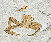 Fossil arachnid