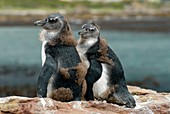 African penguin chicks moulting