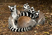 Ring-tailed lemur family