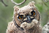 Spotted eagle-owl chick