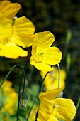 Welsh poppy (Meconopsis cambrica)