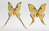 Male and female Argema moths