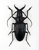 Male Dorysthenes longhorn beetle
