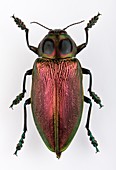 Euchroma jewel beetle