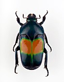 Ischiopsopha flower beetle