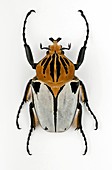 Male Goliath beetle