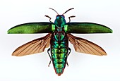 Chrysochroa jewel beetle