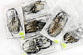 Large dried beetles wrapped for sale