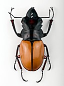 Odontolabis stag beetle