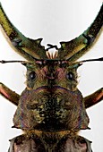 Male stag beetle head