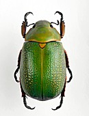 Jewel scarab beetle