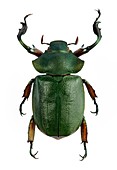 Male Spodochlamys scarab beetle