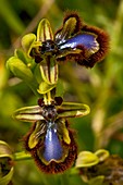 Mirror orchid (Ophrys speculum)
