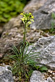 Wallflower (Erysimum rondae)